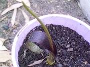 Biarum bovei